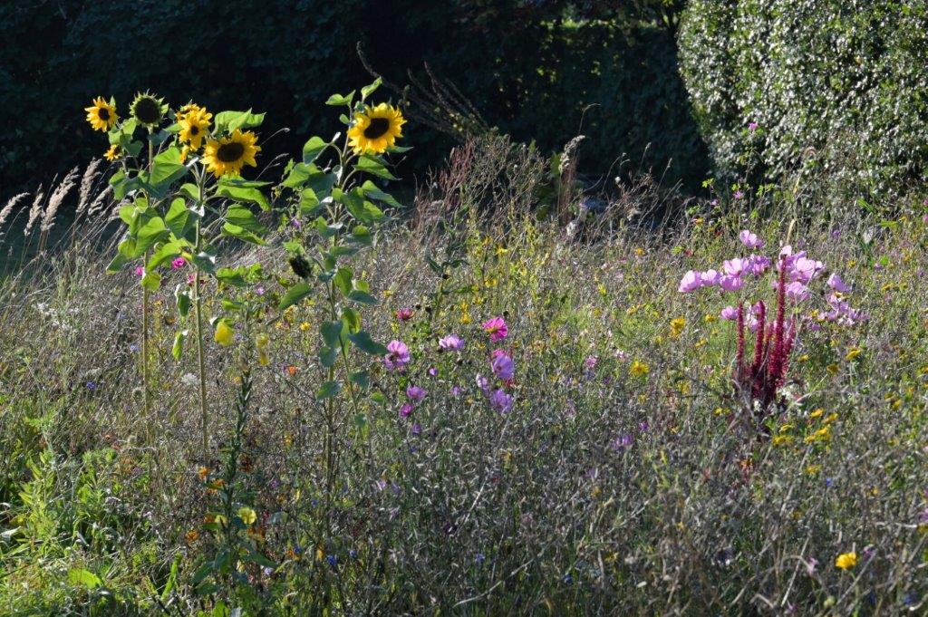 Blühwiese Biotop Waggum mit Sonnenblumen