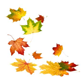 Herbstlaub, fallende Blätter in Herbstfarben
